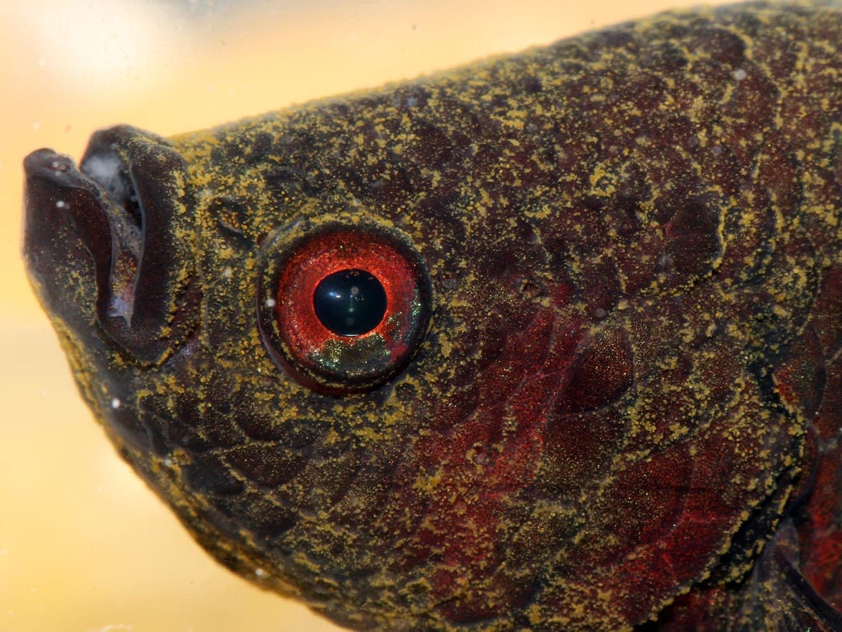 Velvet (oodinium) — A yellowish-rust film like gold dust over the skin, gills and fins — much…