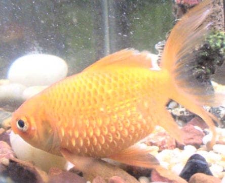 Dropsy