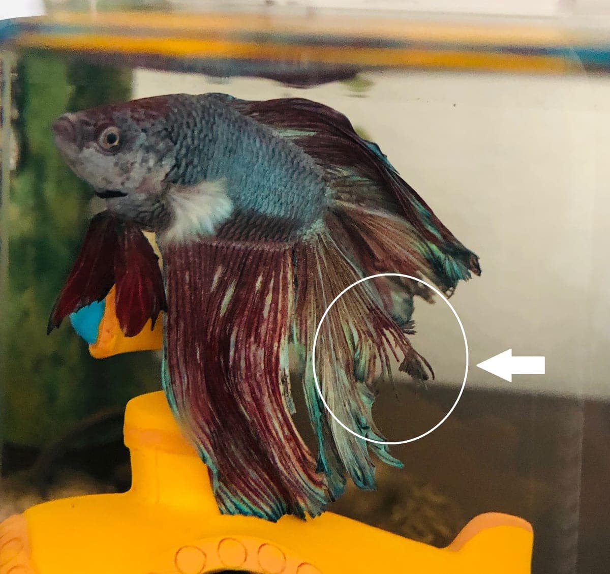 Fin rot