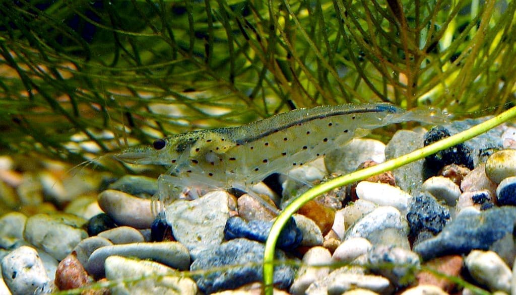 Amano Shrimp — Caridina multidentata
