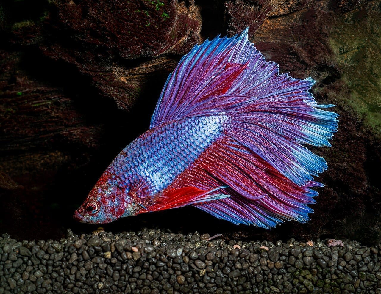 Betta (Siamese Fighting Fish) — Betta splendens
