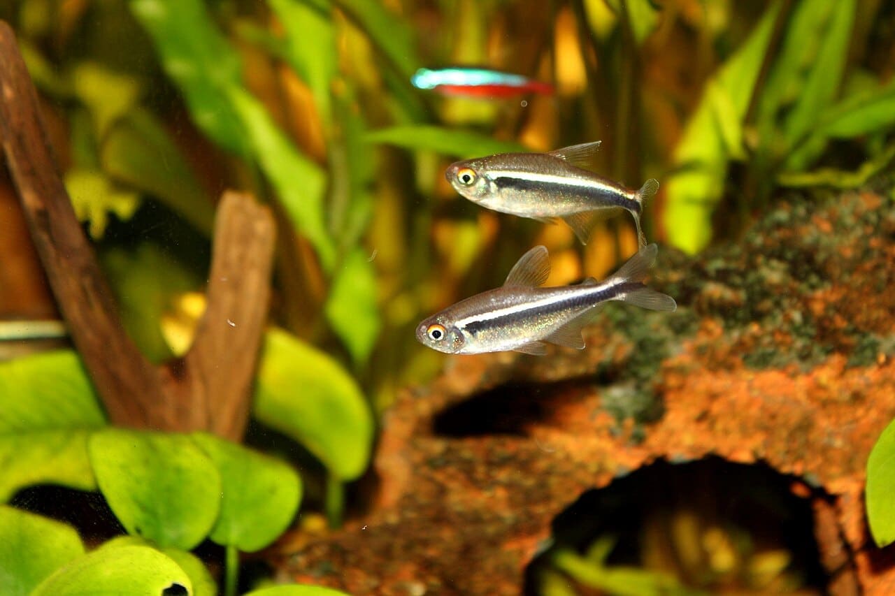 Black Neon Tetra — Hyphessobrycon herbertaxelrodi