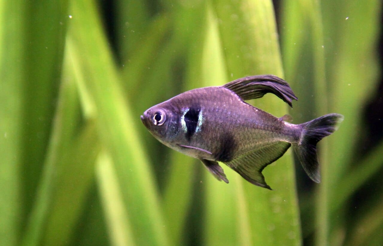 Black Phantom Tetra — Hyphessobrycon megalopterus
