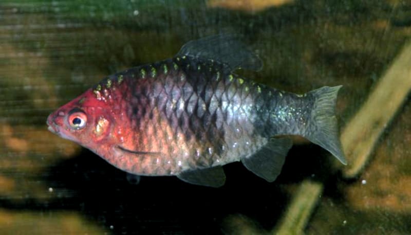 Black Ruby Barb — Pethia nigrofasciata