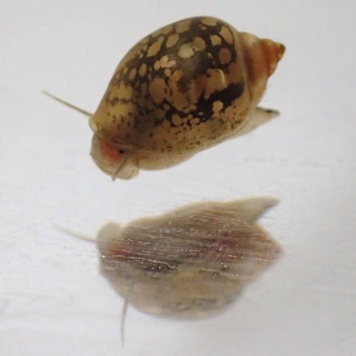 Bladder Snail — Physella acuta