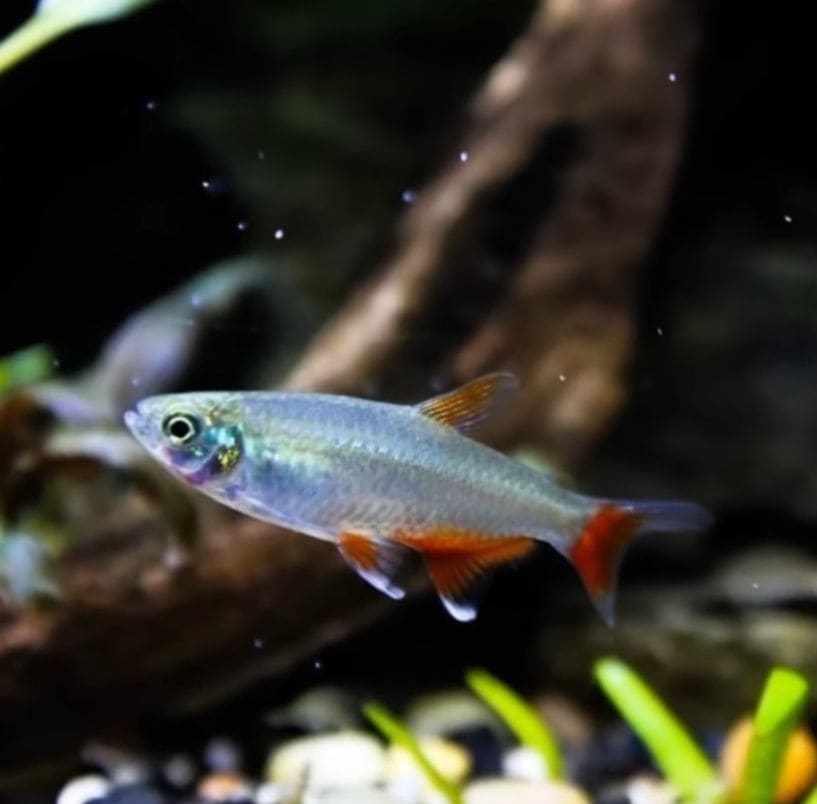 Bloodfin Tetra — Aphyocharax anisitsi