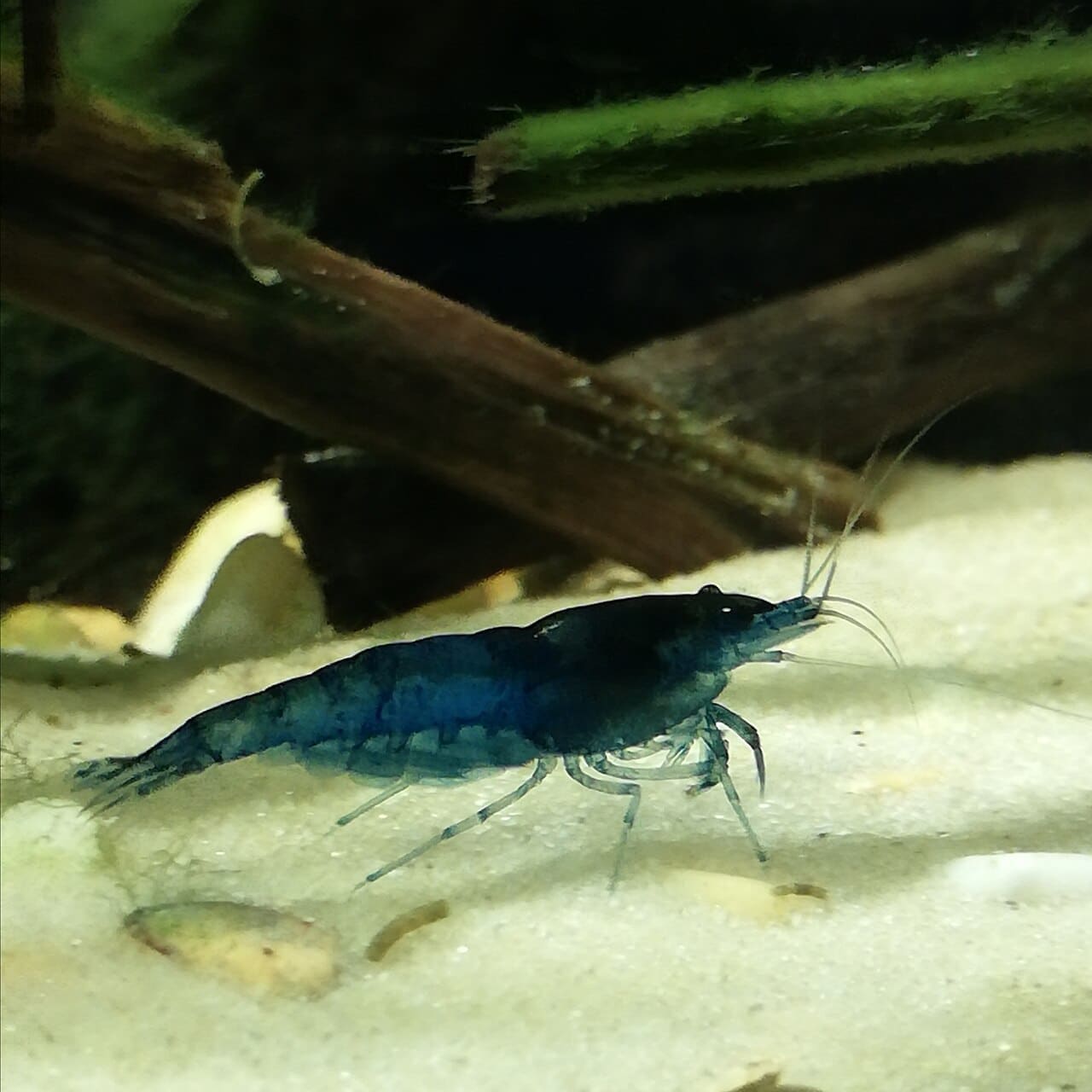 Blue Velvet Shrimp — Neocaridina davidi