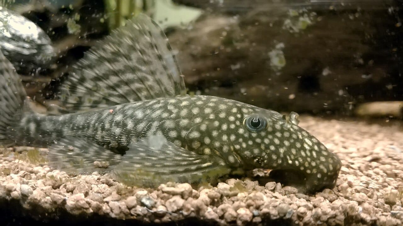 Bristlenose Pleco — Ancistrus cf. cirrhosus