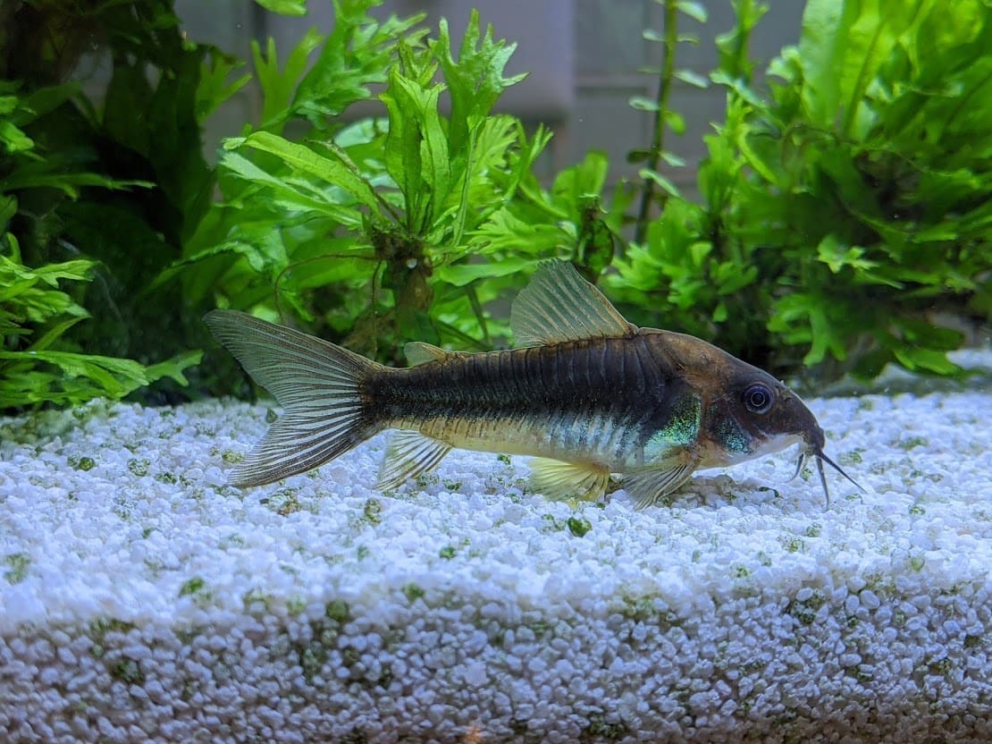 Bronze Corydoras — Corydoras aeneus