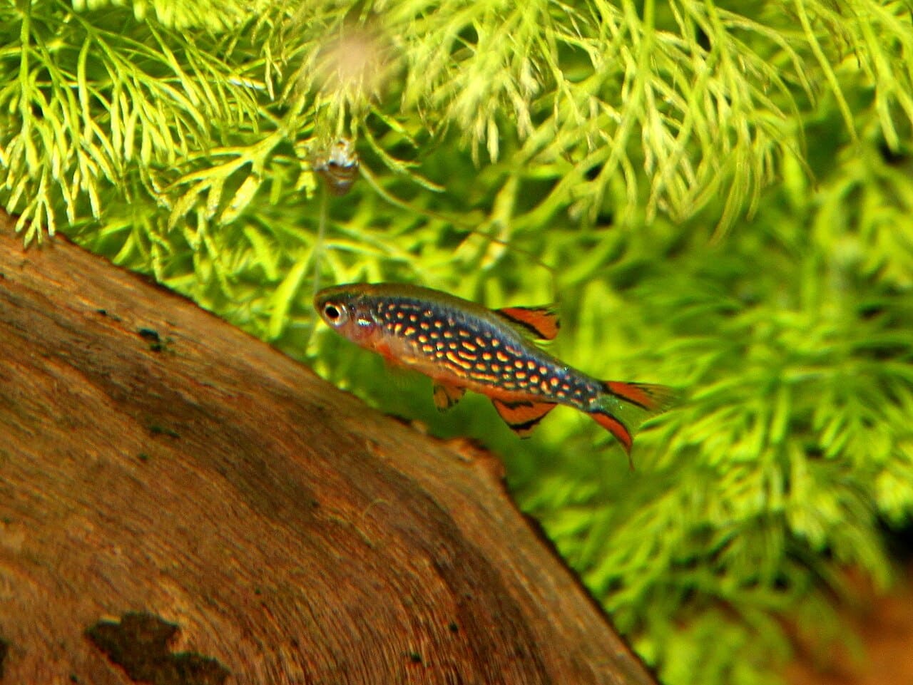Celestial Pearl Danio — Danio margaritatus