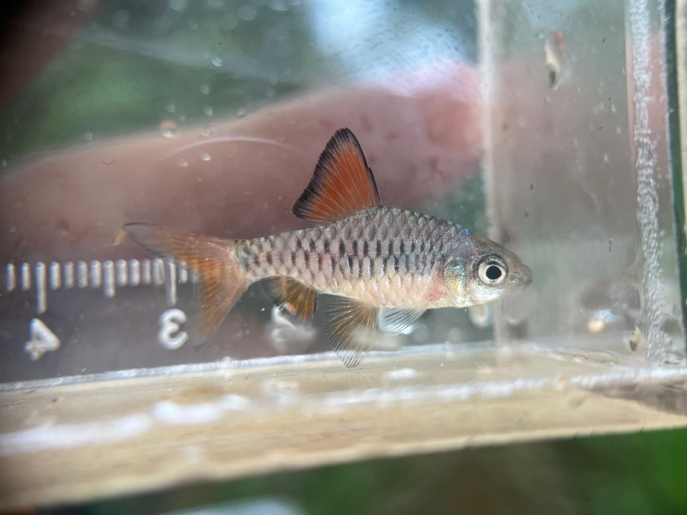 Checkered Barb — Oliotius oligolepis