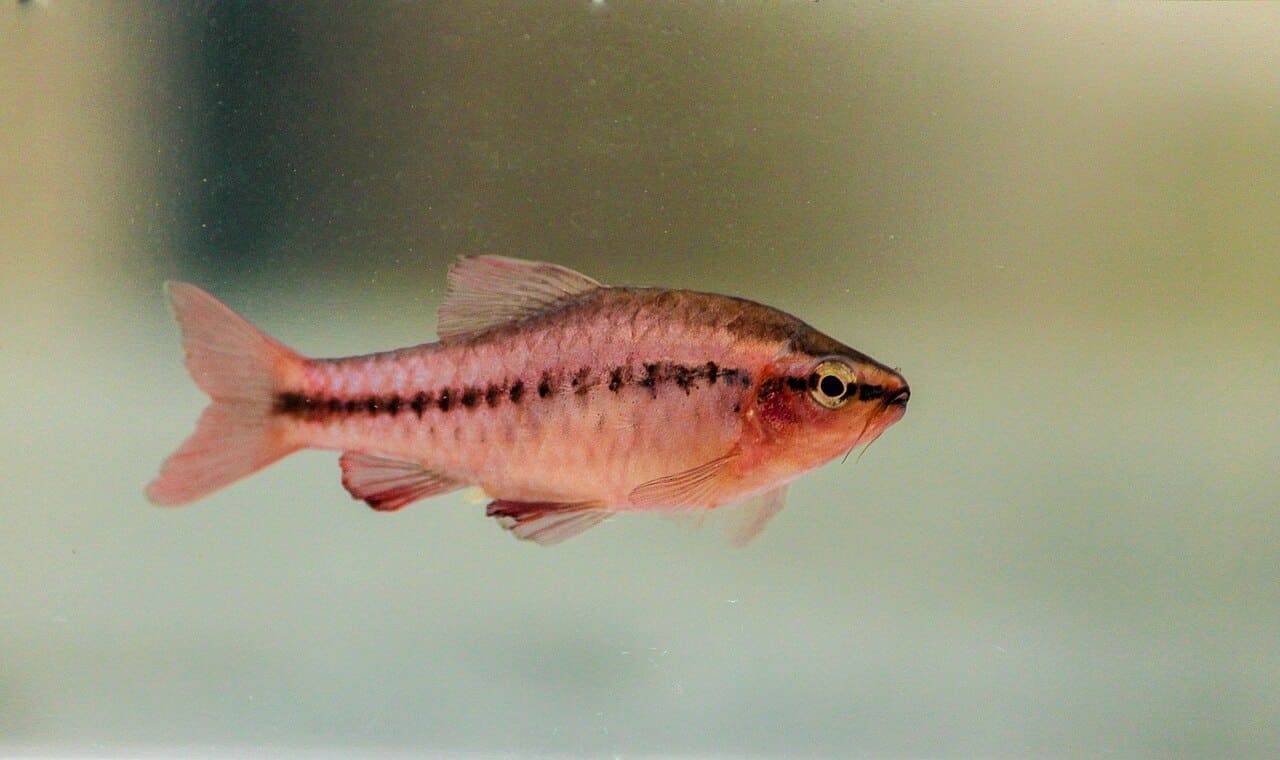 Cherry Barb — Puntius titteya