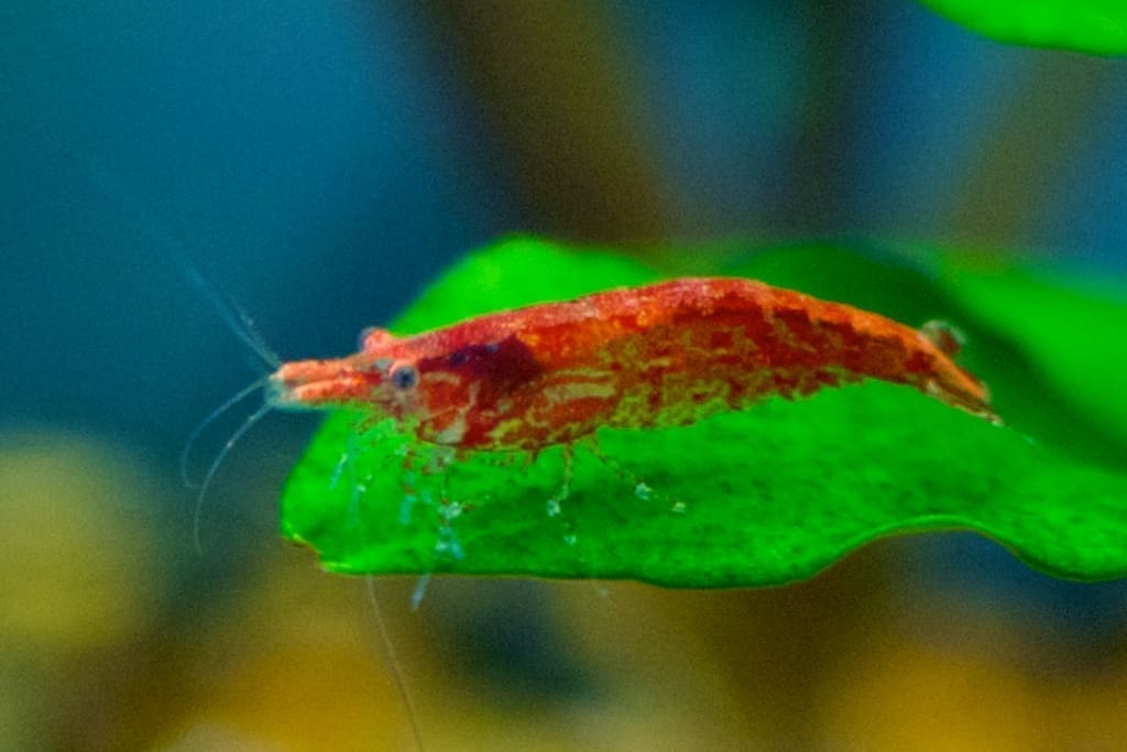 Cherry Shrimp — Neocaridina davidi