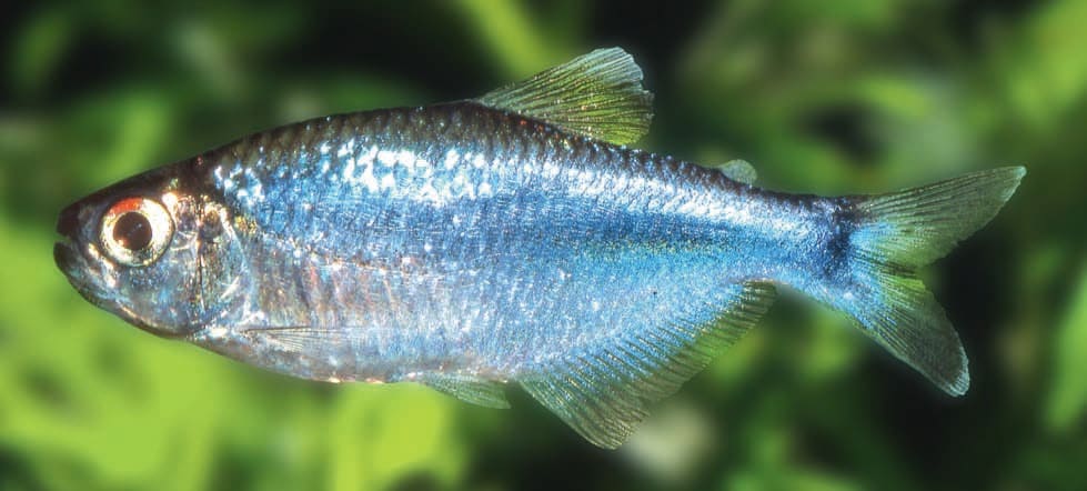Cochu's Blue Tetra — Boehlkea fredcochui