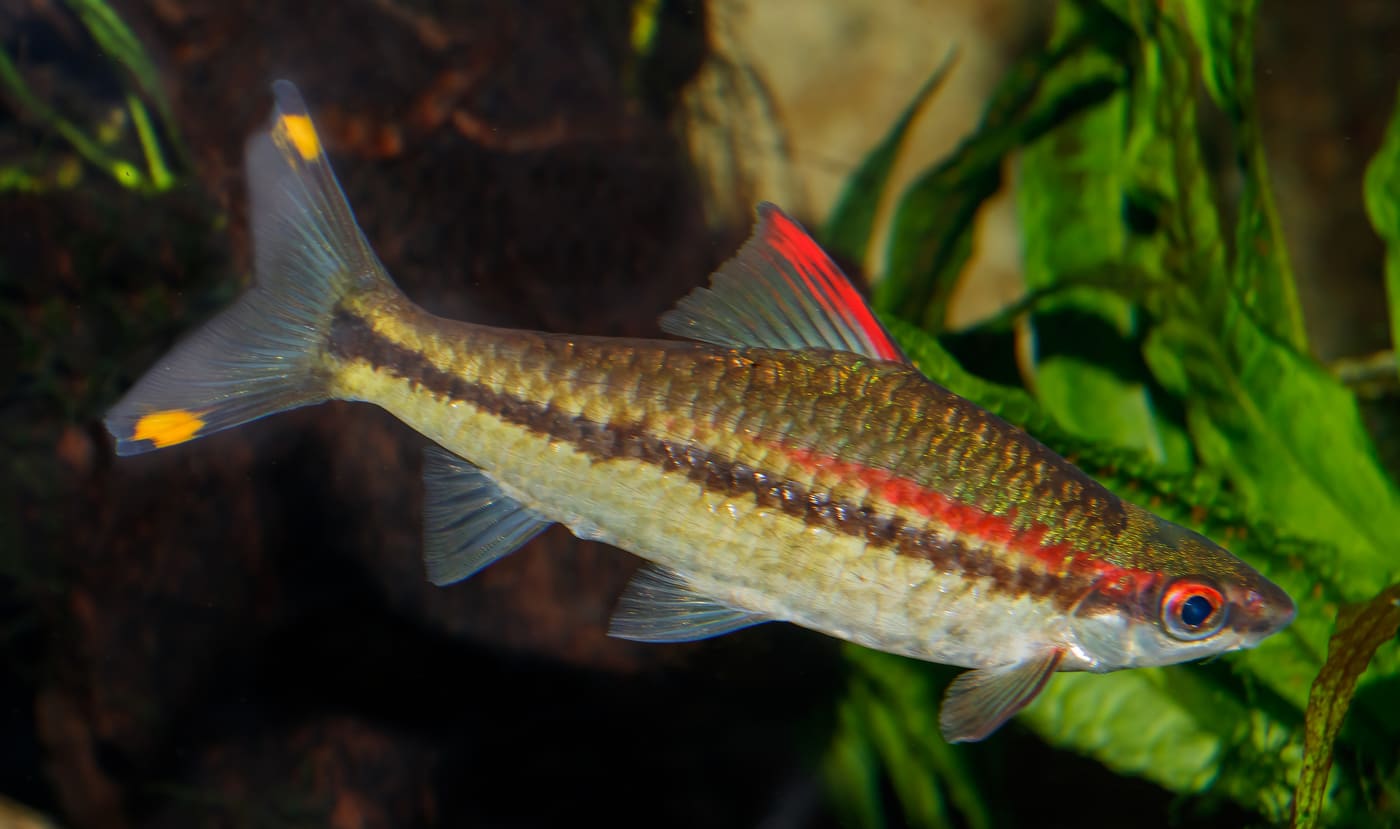 Denison Barb — Sahyadria denisonii