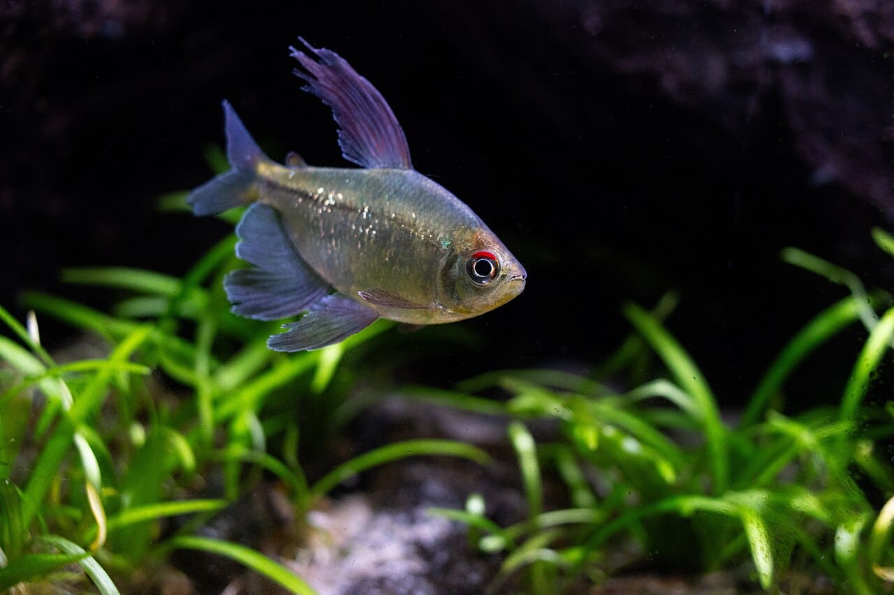 Diamond Tetra — Moenkhausia pittieri