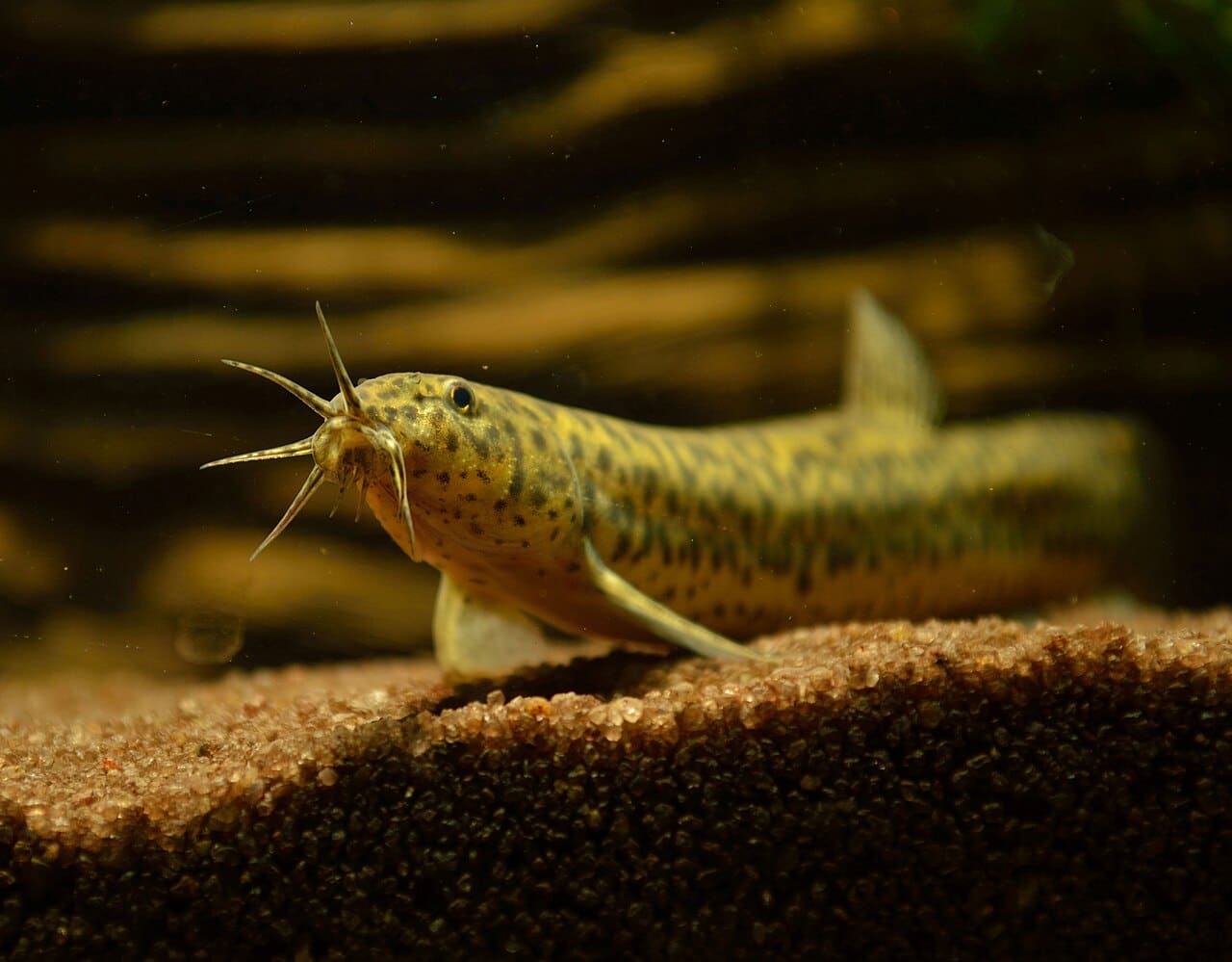 Dojo (Weather) Loach — Misgurnus anguillicaudatus