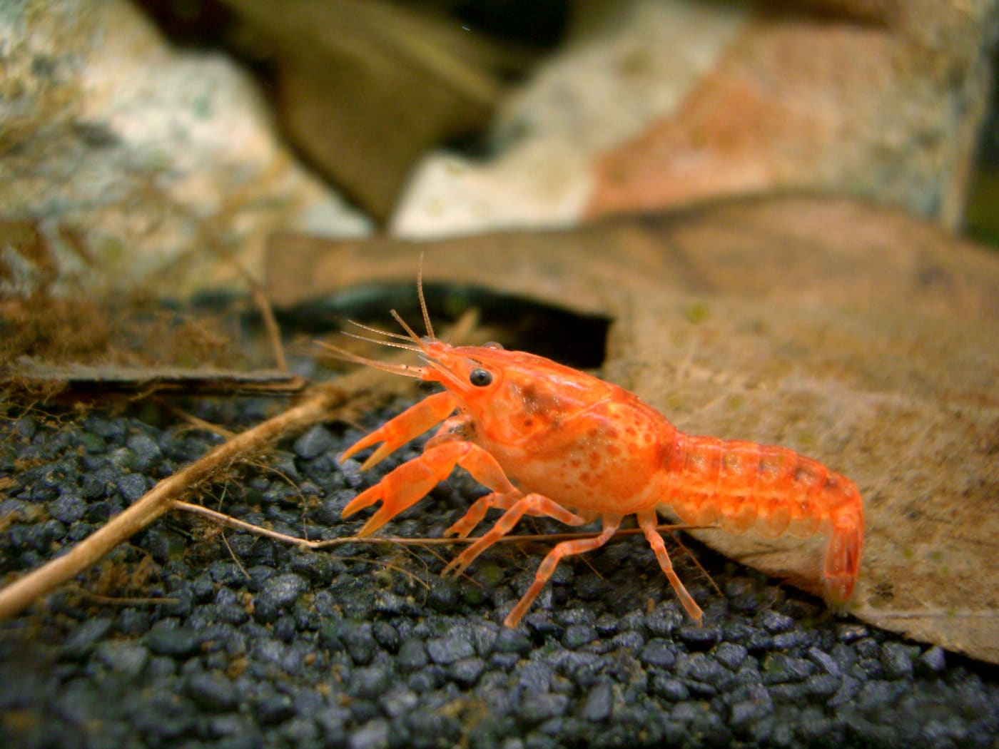 Dwarf Orange Crayfish — Cambarellus patzcuarensis