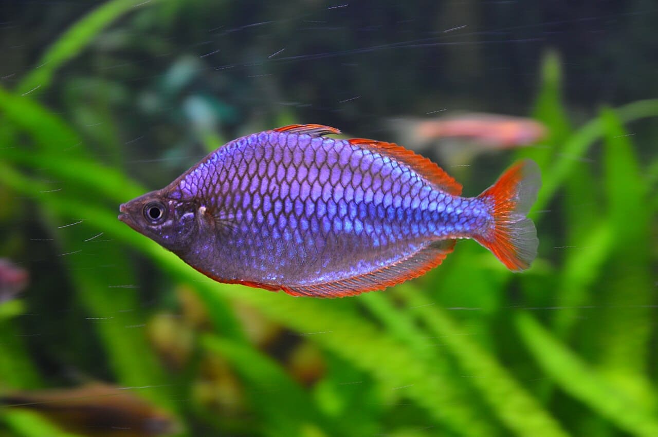 Dwarf Neon Rainbowfish — Melanotaenia praecox