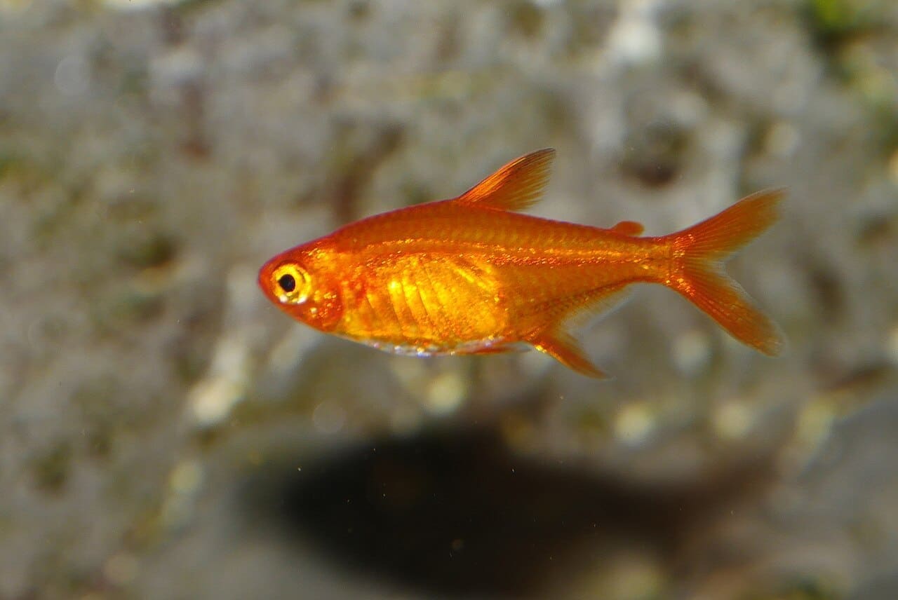 Ember Tetra — Hyphessobrycon amandae