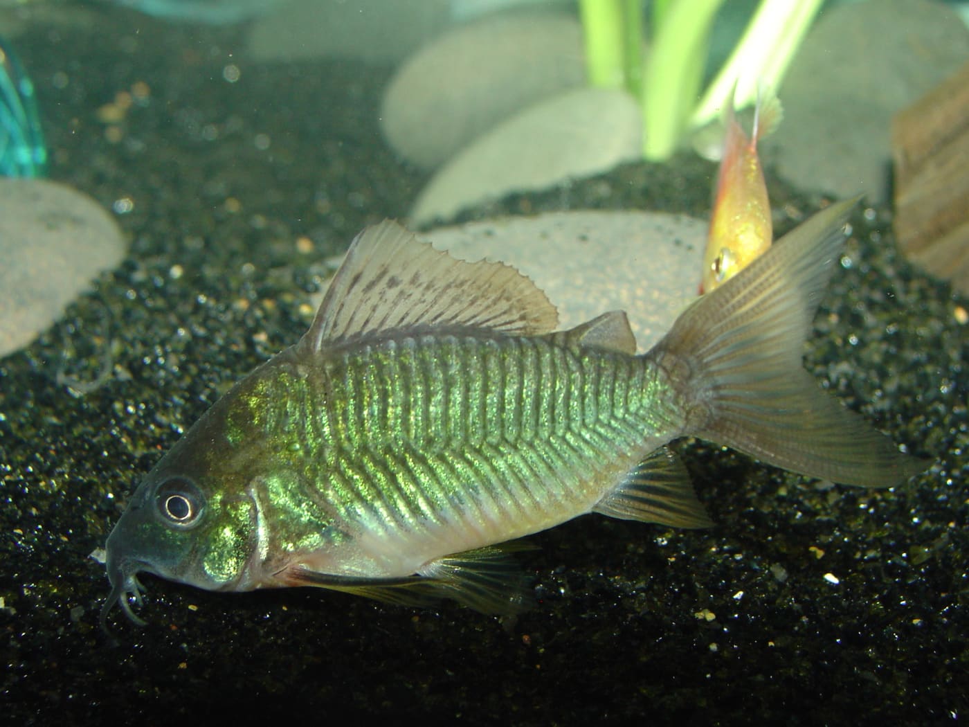Emerald Cory — Corydoras splendens