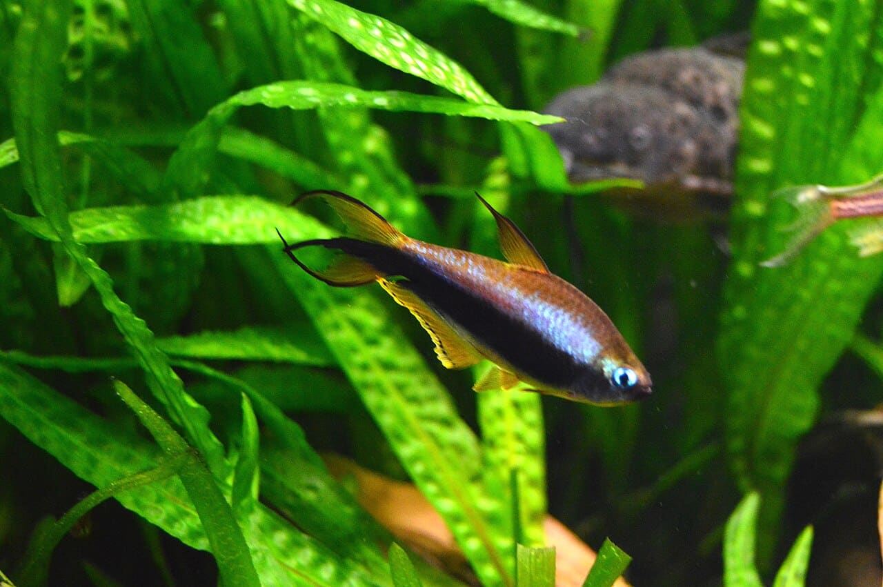Emperor Tetra — Nematobrycon palmeri