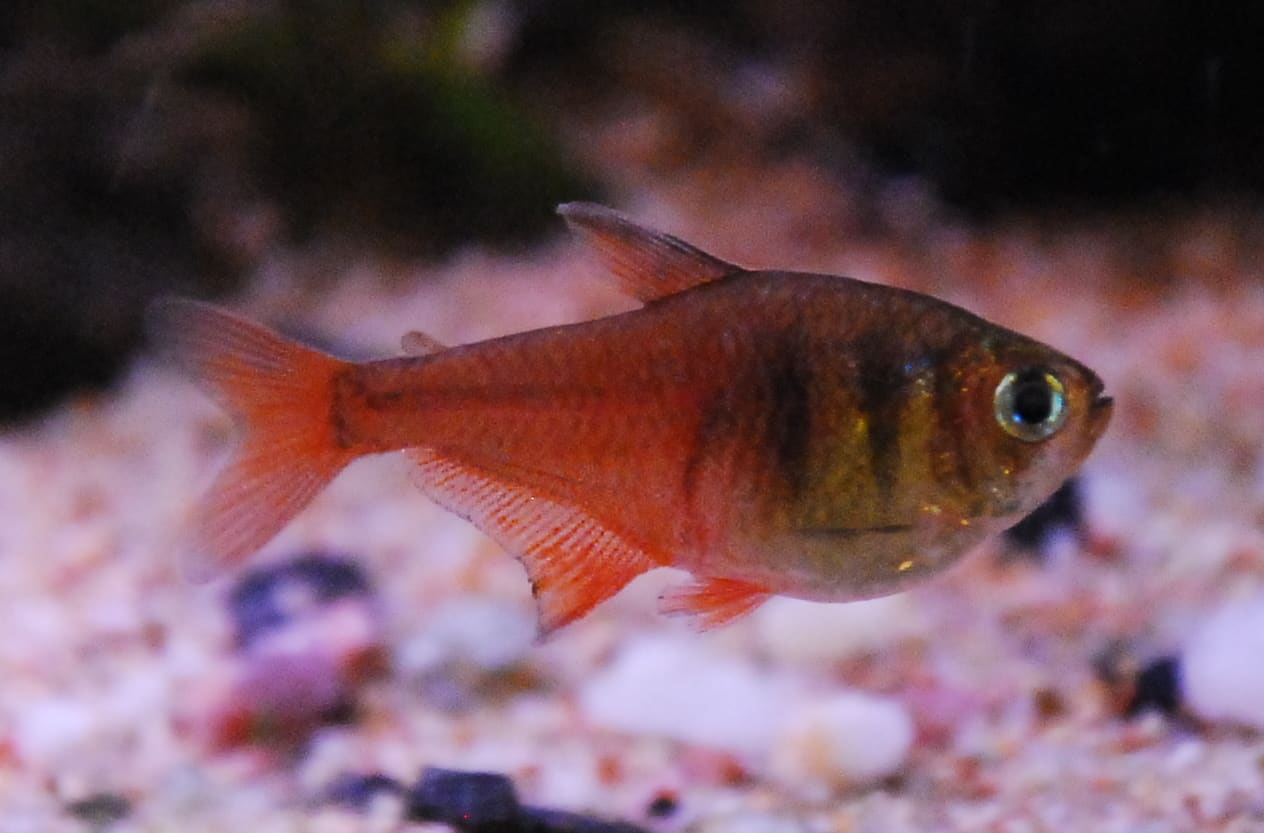 Flame Tetra — Hyphessobrycon flammeus
