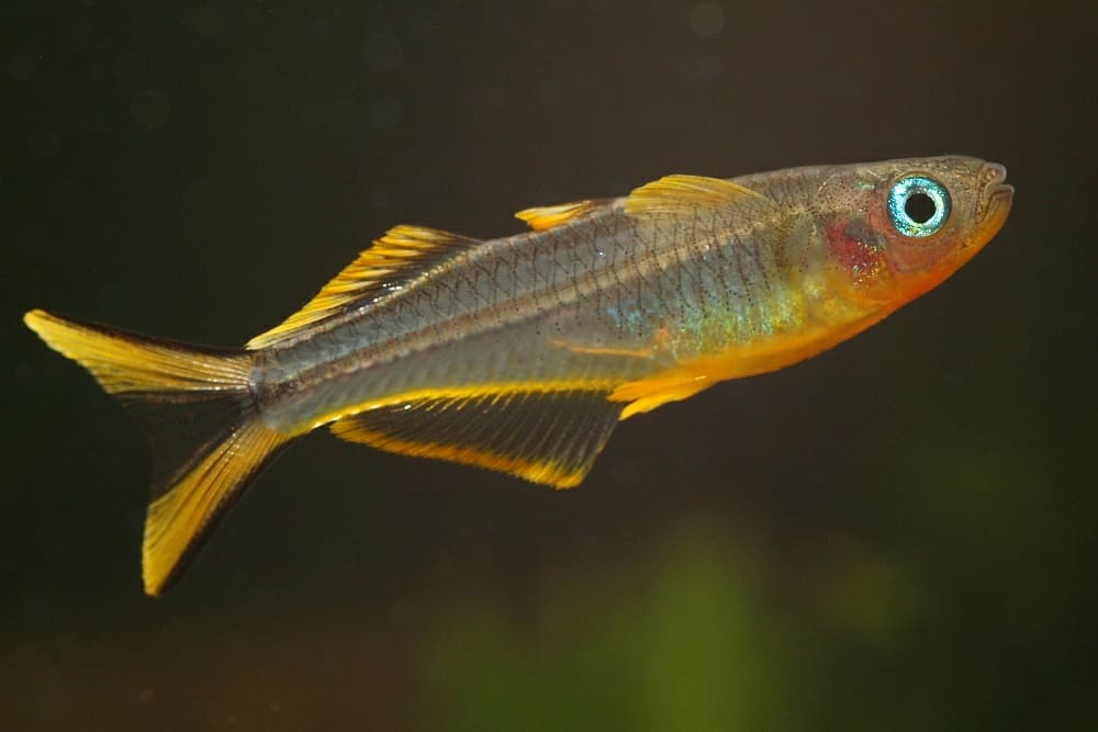 Forktail Rainbowfish — Pseudomugil furcatus