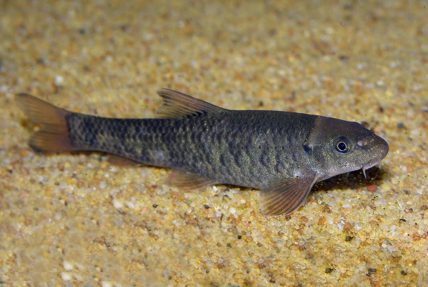 Doctor Fish — Garra rufa