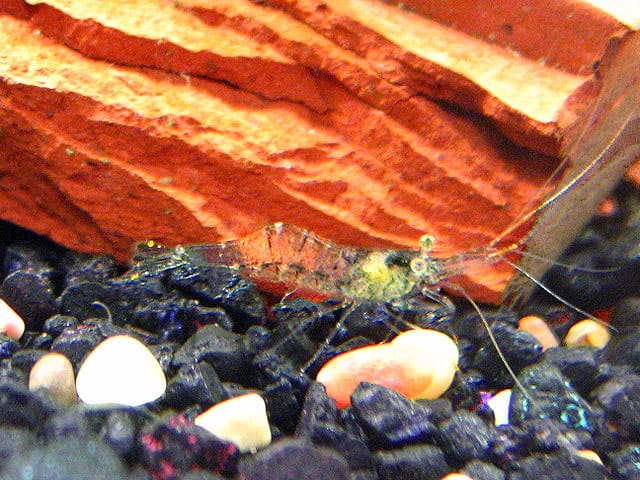 Ghost Shrimp — Palaemonetes paludosus