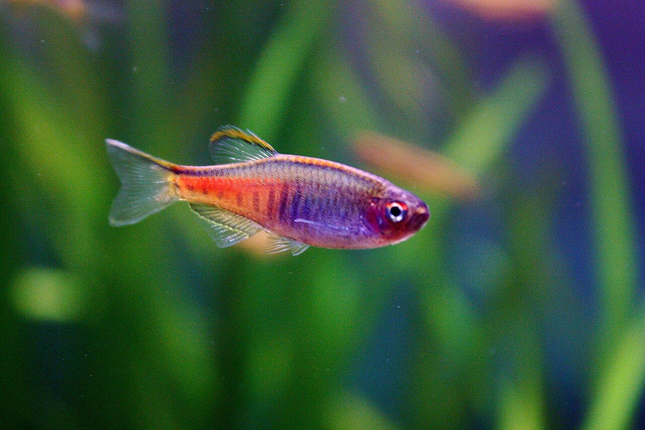 Glowlight Danio — Danio choprae