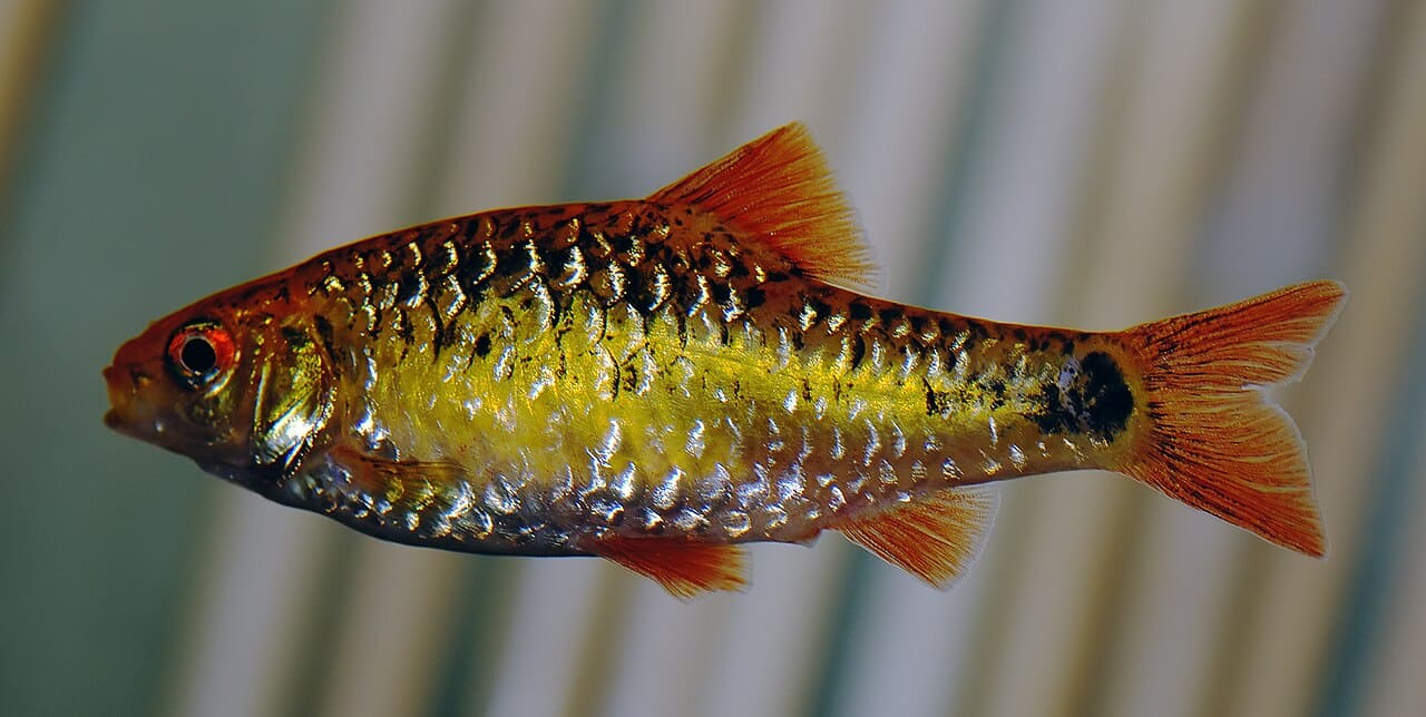Gold Barb — Barbodes semifasciolatus