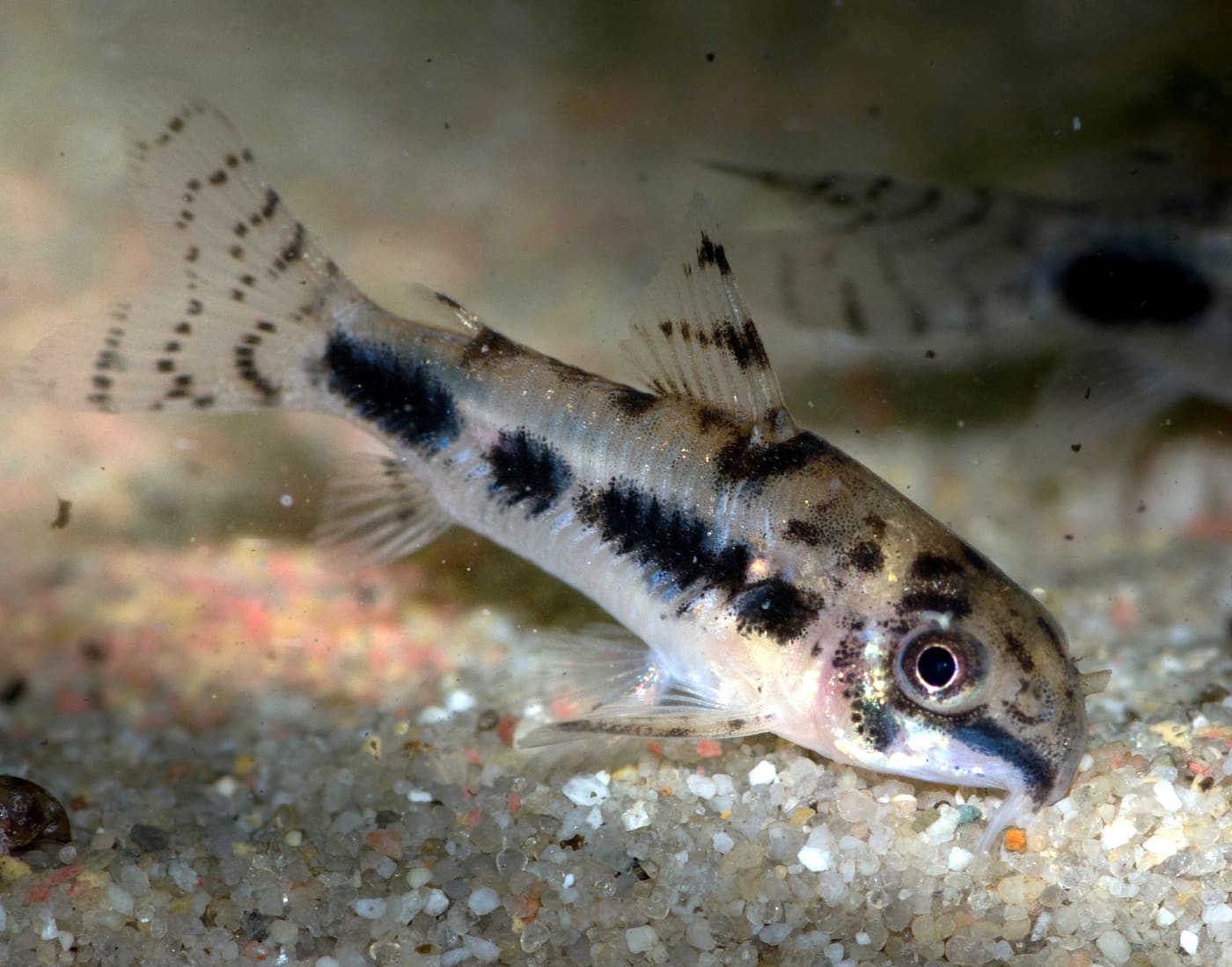 Salt and Pepper Cory — Corydoras habrosus