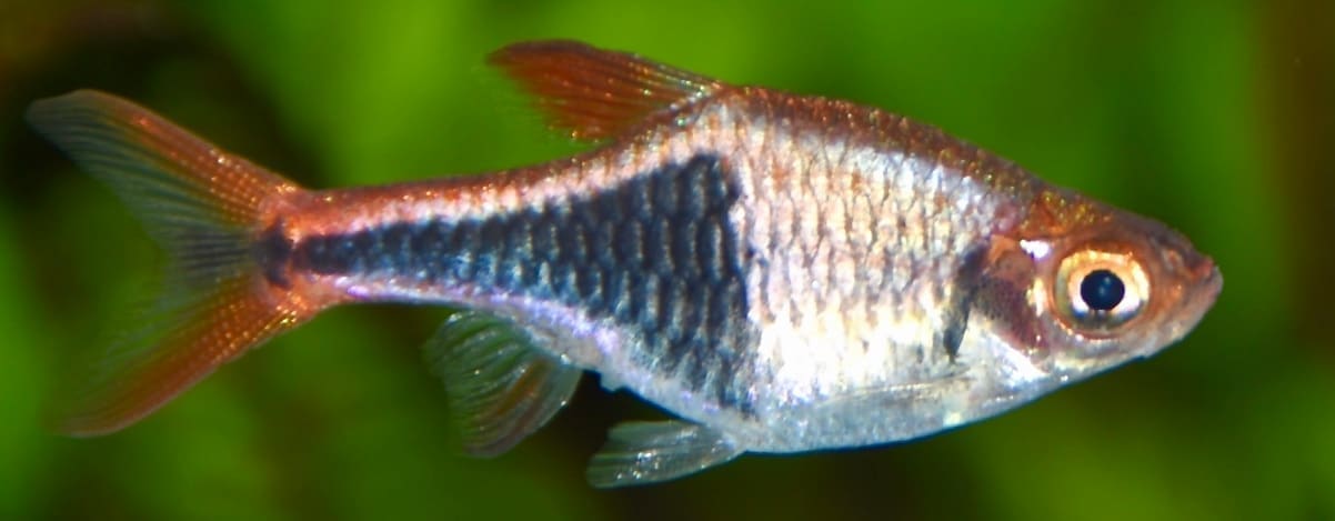 Harlequin Rasbora — Trigonostigma heteromorpha