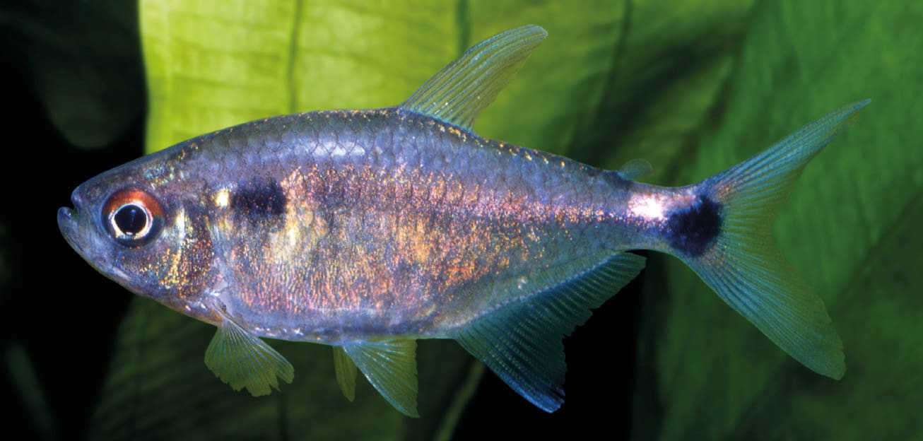 Head-and-Tail-Light Tetra — Hemigrammus ocellifer