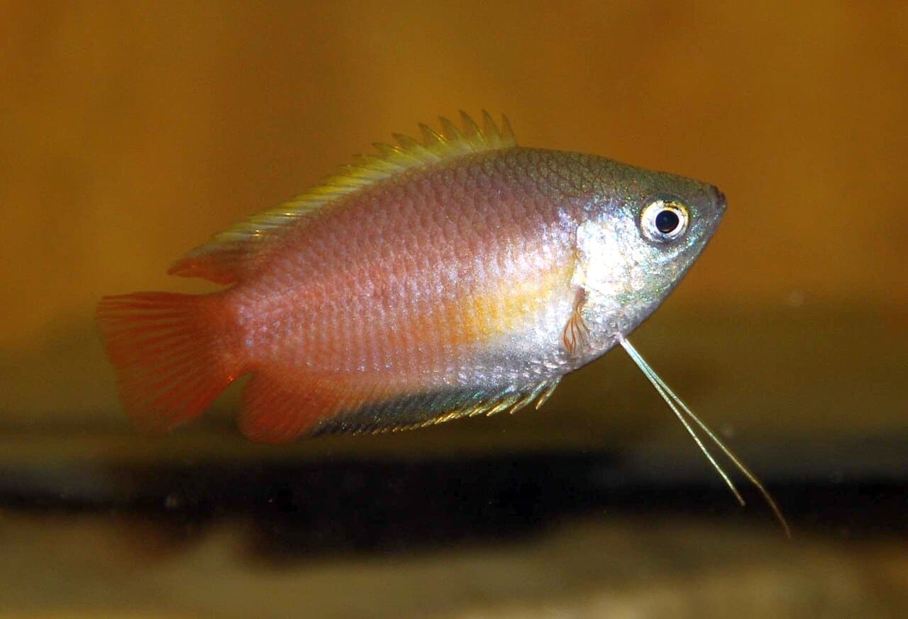 Honey Gourami — Trichogaster chuna