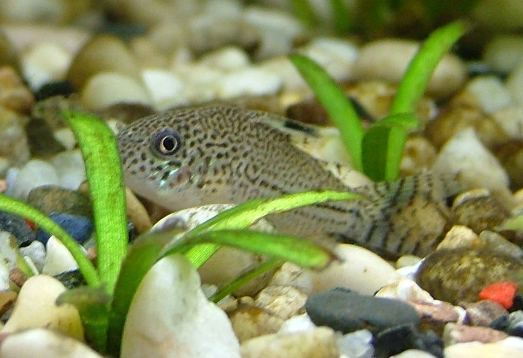 Julii Cory — Corydoras julii