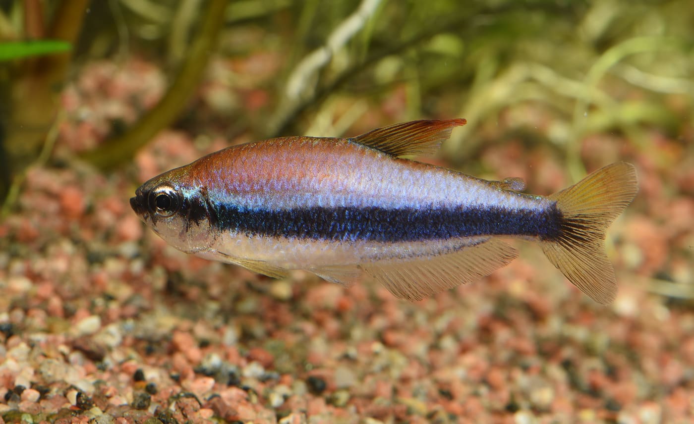 Purple Emperor Tetra — Inpaichthys kerri