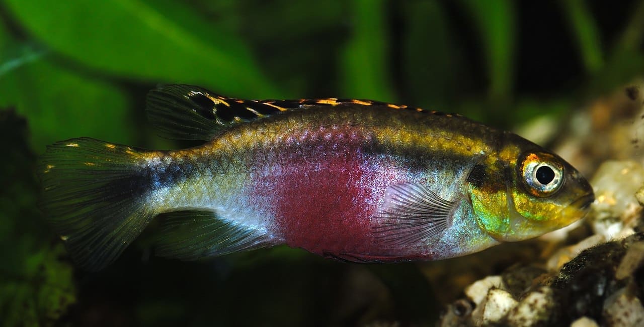Kribensis — Pelvicachromis pulcher