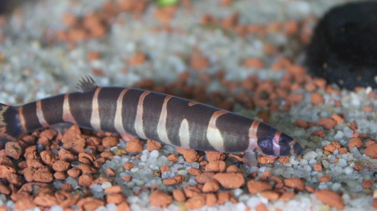 Kuhli Loach — Pangio kuhlii