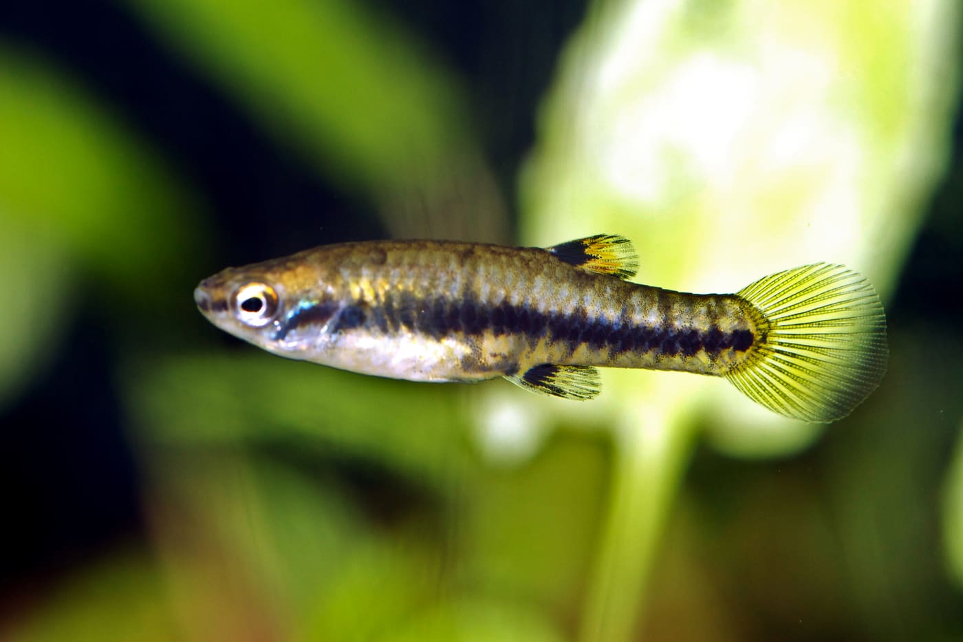 Least Killifish — Heterandria formosa