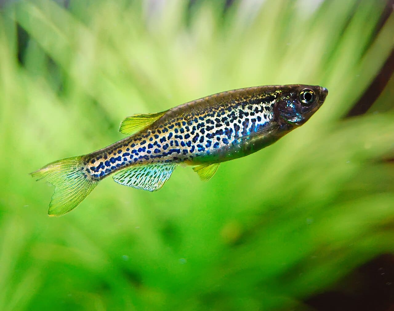 Leopard Danio — Danio rerio var. frankei