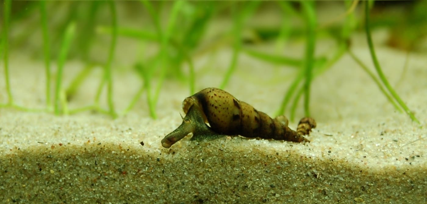 Malaysian Trumpet Snail — Melanoides tuberculata