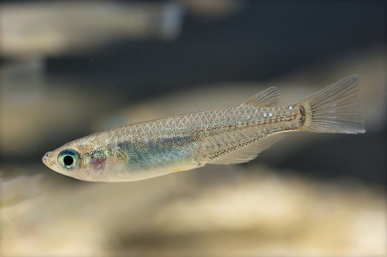 Medaka Ricefish — Oryzias latipes