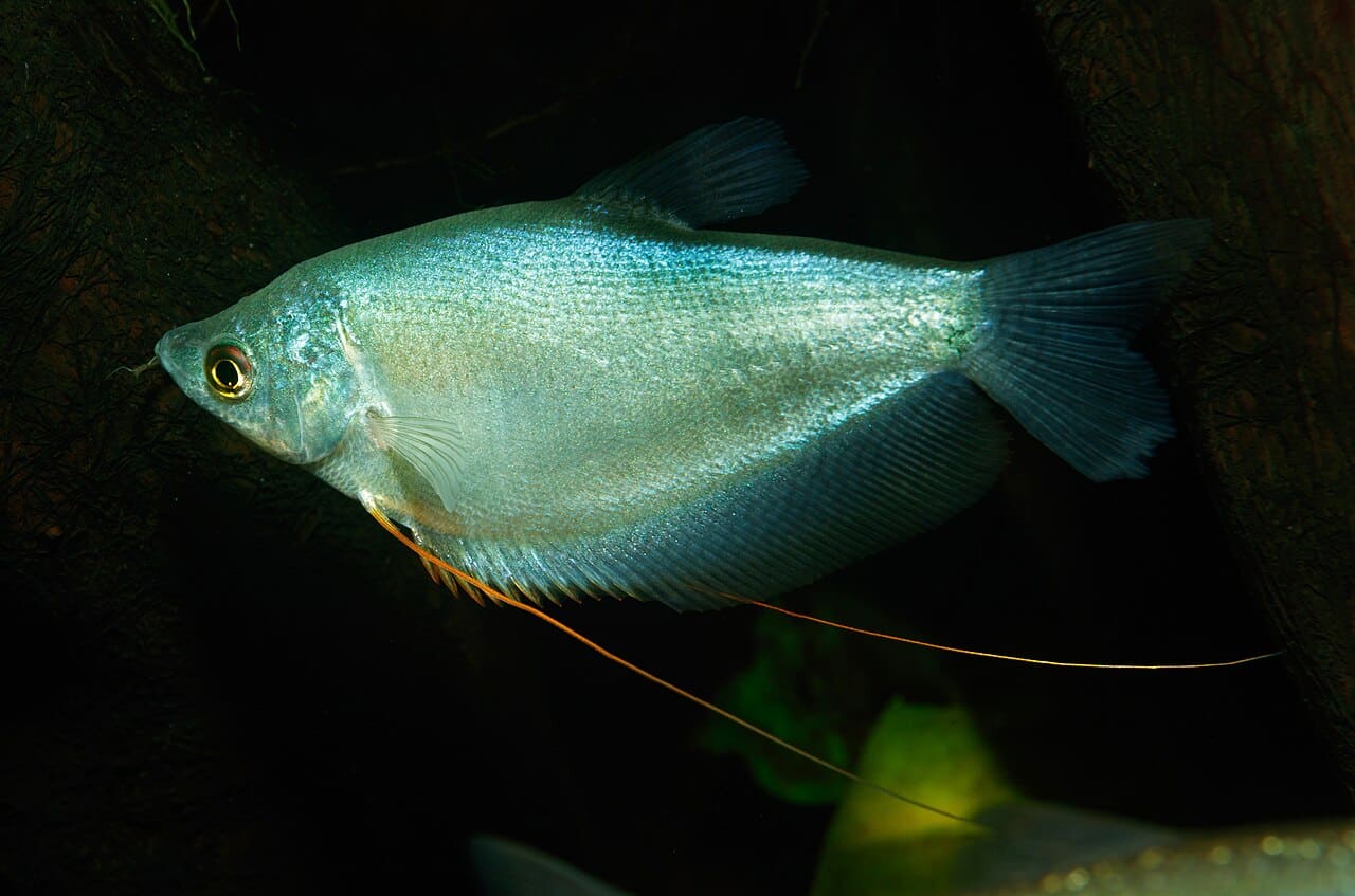 Moonlight Gourami — Trichopodus microlepis
