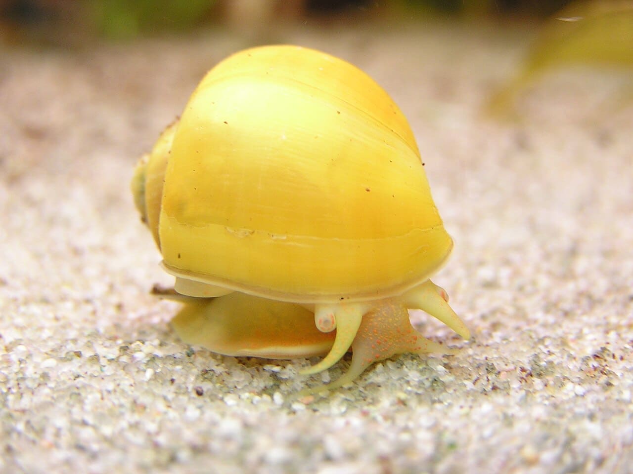Mystery Snail — Pomacea bridgesii