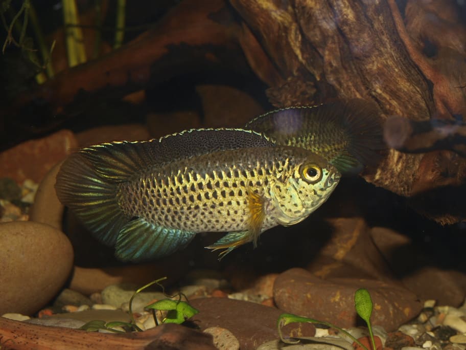 Golden Dwarf Cichlid — Nannacara anomala