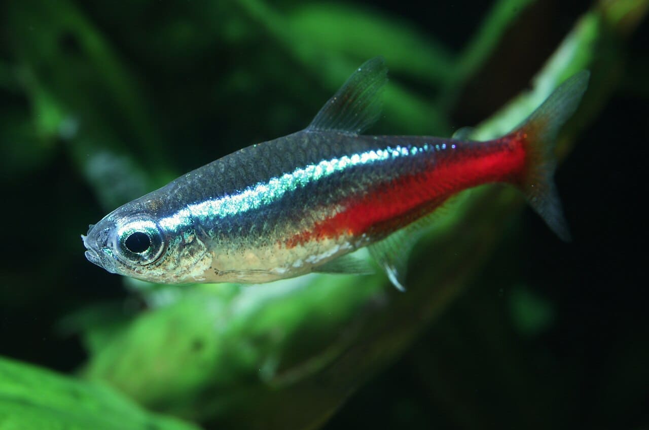 Neon Tetra — Paracheirodon innesi