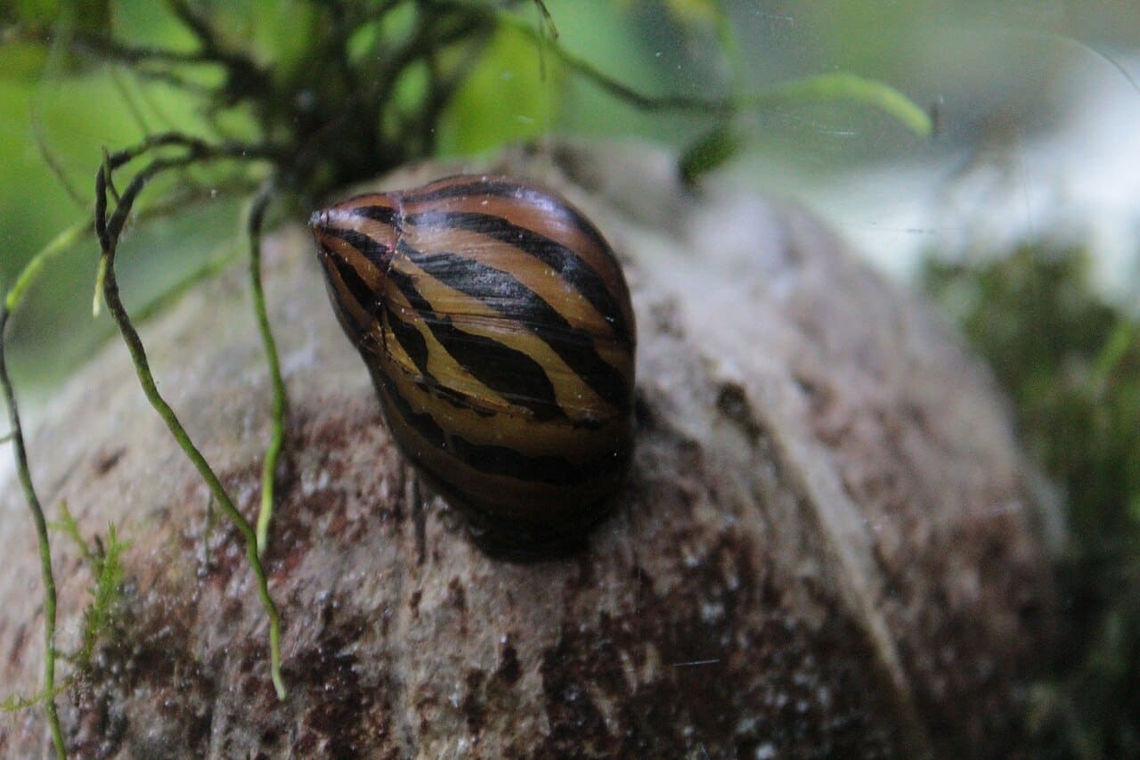 Nerite Snail — Neritina natalensis
