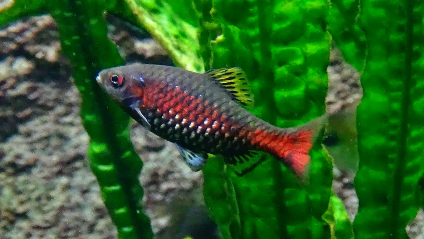 Odessa Barb — Pethia padamya